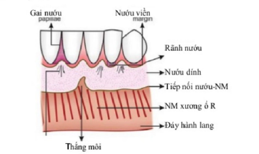 Nang thân răng: 5 biểu hiện và phương pháp điều trị hiệu quả