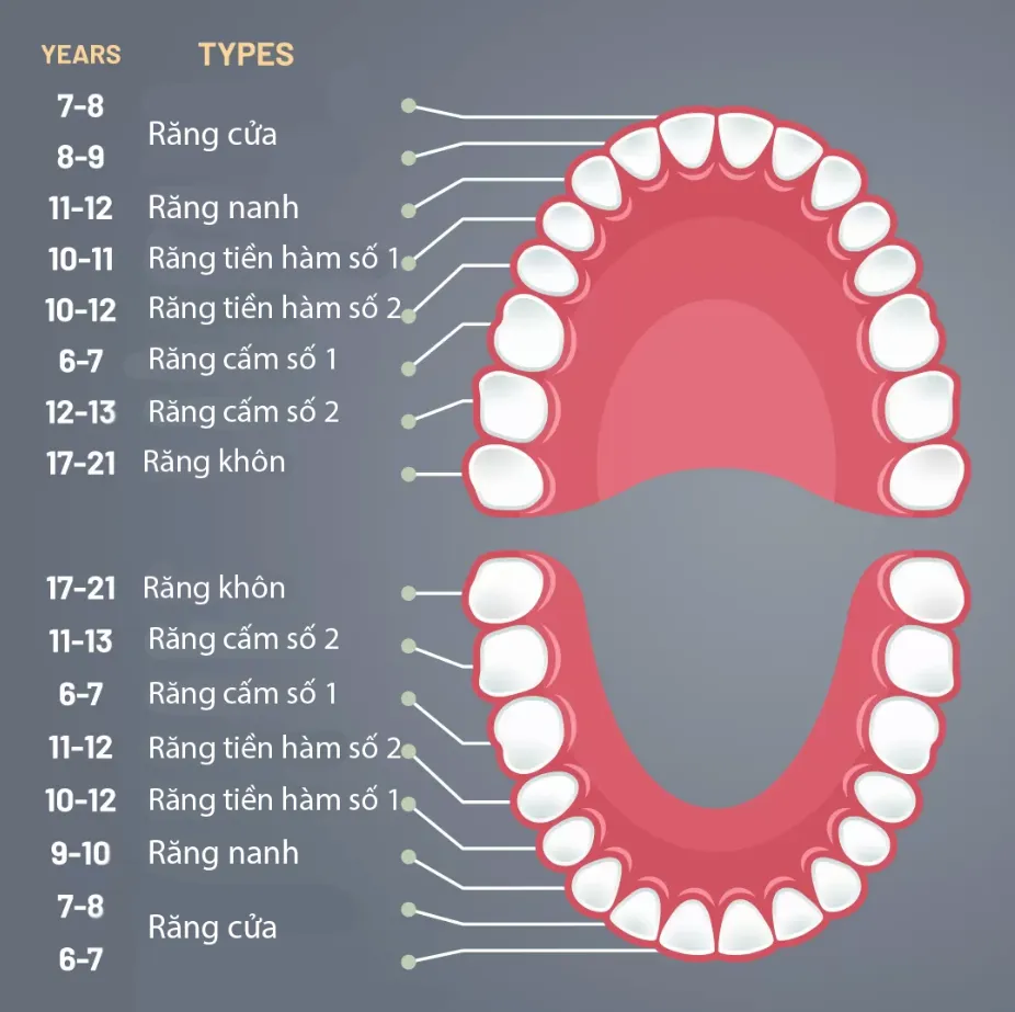 Răng số 7 là răng nào? Vị trí, chức năng cách chăm sóc