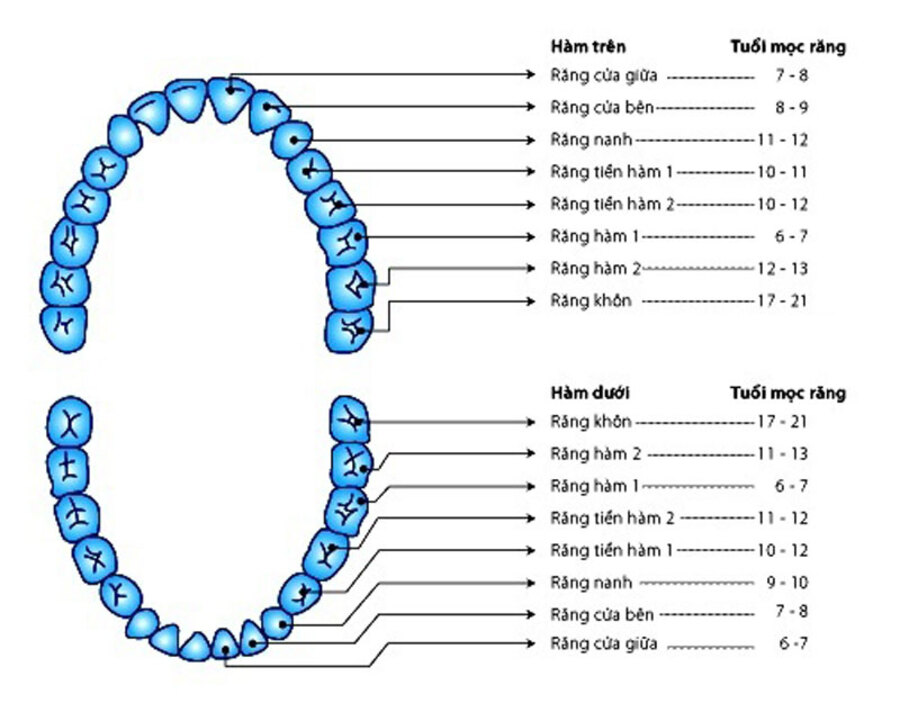 Trồng Răng Số 7 Hàm Trên/Dưới: So Sánh Chi Phí Phương Pháp