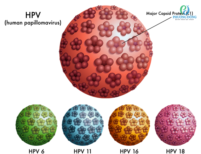 HPV lây qua đường nào - Chìa khóa hiểu rõ và bảo vệ bản thân
