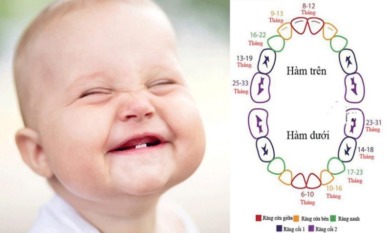 Hệ răng của bé - Trẻ có bao nhiêu răng và tầm quan trọng cho sức khỏe