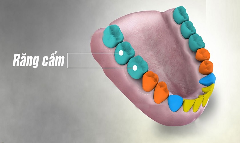 Răng cấm là răng gì? Tại Sao Răng Cấm Lại Quan Trọng Đến Vậy
