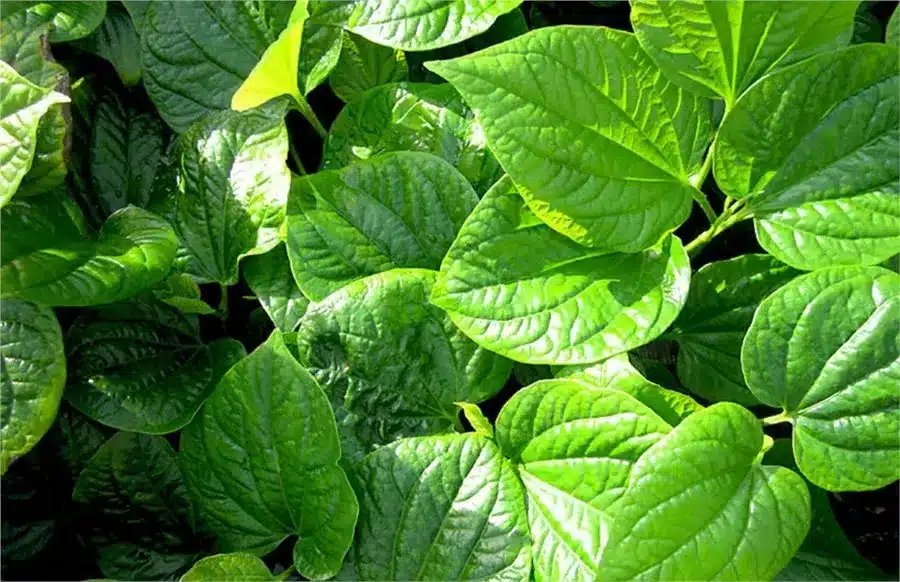 Lưu Ý Khi Dùng Lá Cây Chữa Sâu Răng